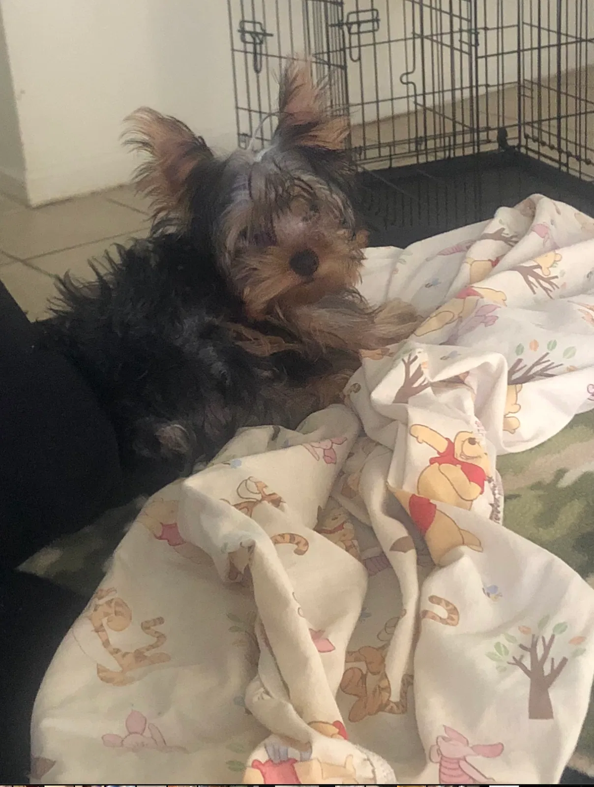 Lost dog in Indianapolis, IN, 46218