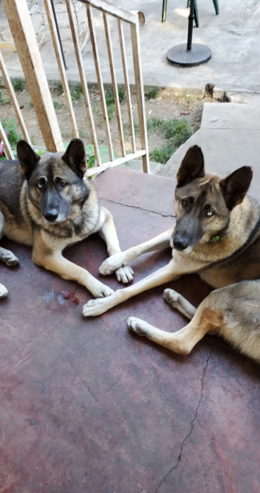 Lost dog in Los Angeles, CA, 90031