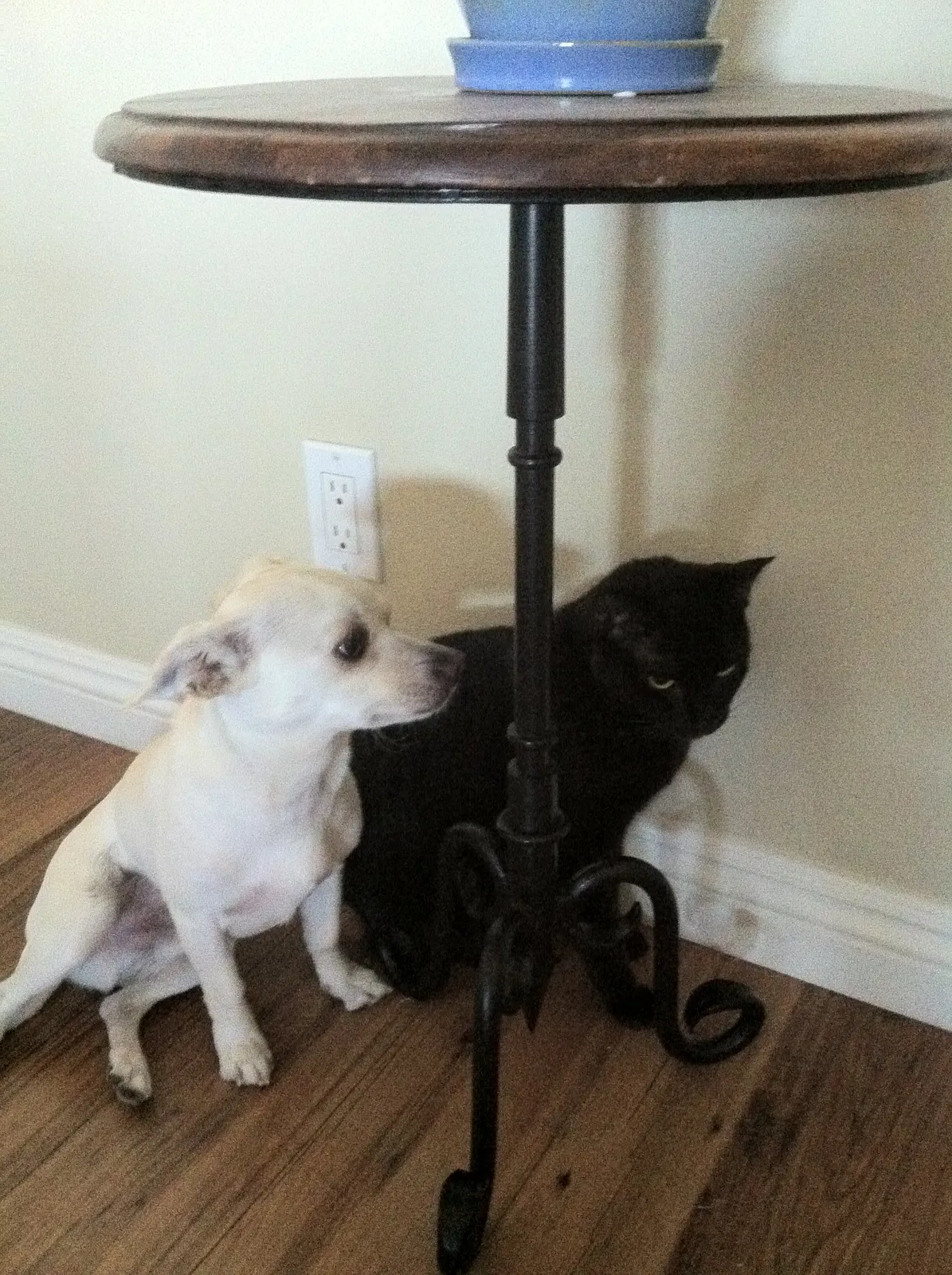 Lost cat in Mission Viejo, CA, 92691