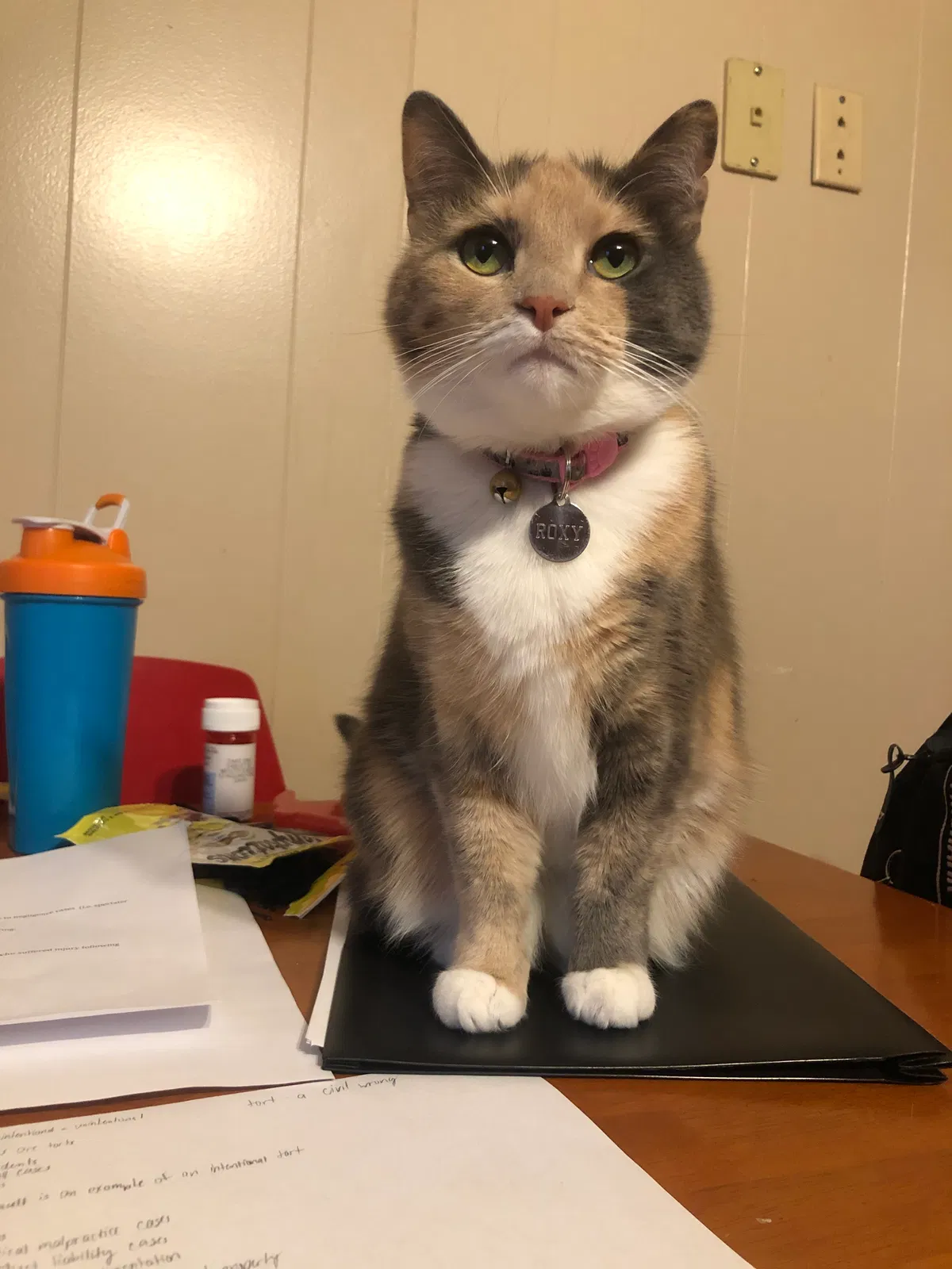 Lost cat in Pittsburgh, PA, 15203