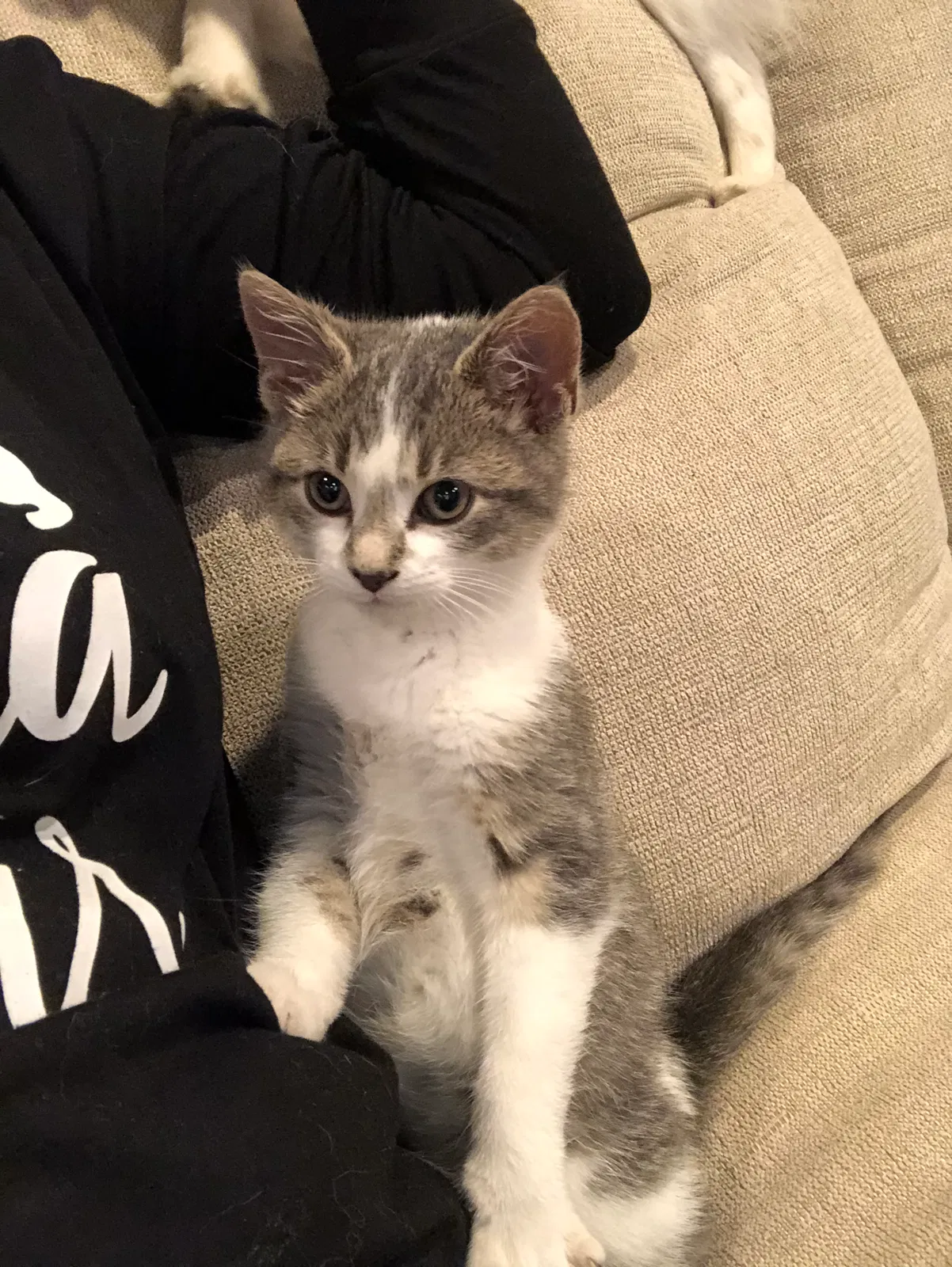 Lost cat in Bloomfield Hills, MI, 48304