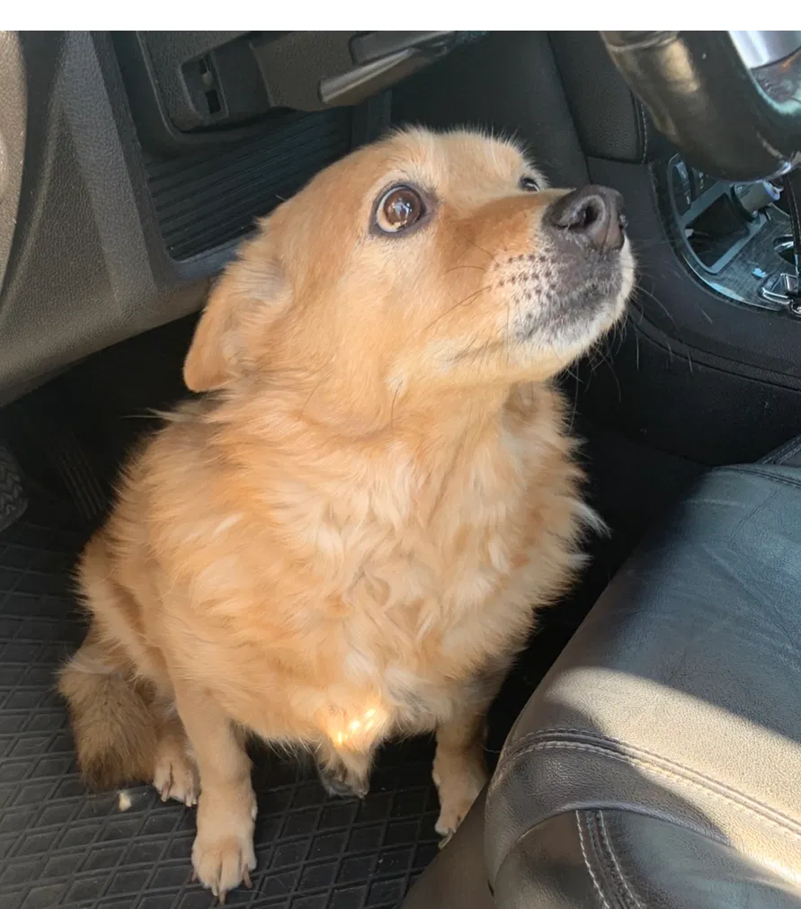 Lost dog in Fontana, CA, 92337