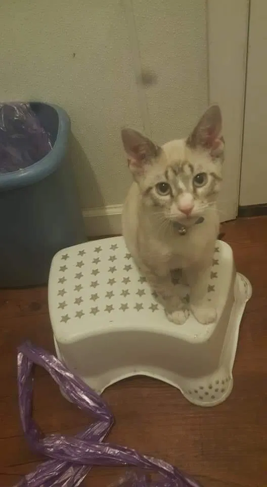 Lost cat in Granite City, IL, 62040