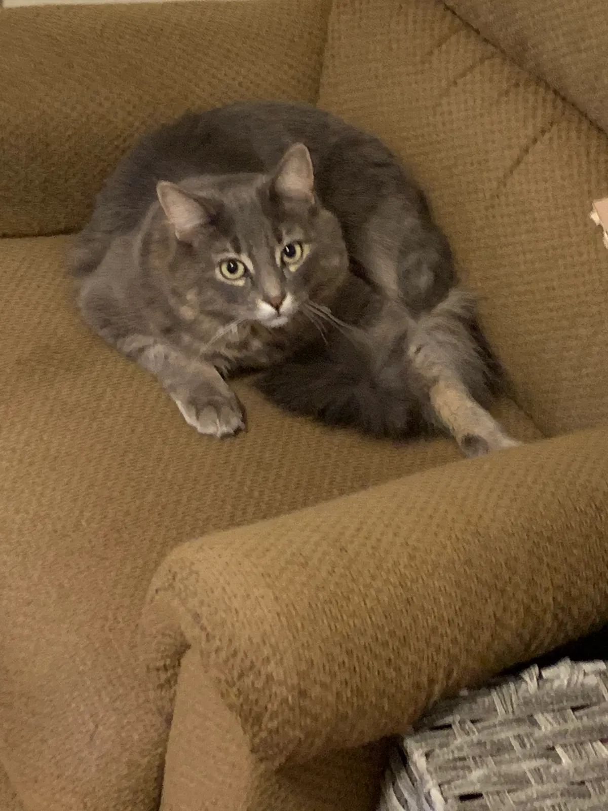 Lost cat in Auburndale, MA, 2466