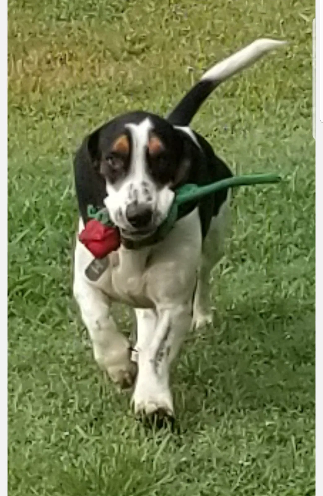 Lost dog in Weatherford, TX, 76085