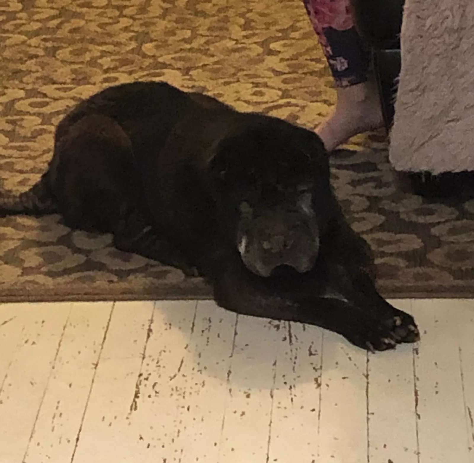 Lost dog in Belmont, NC, 28012