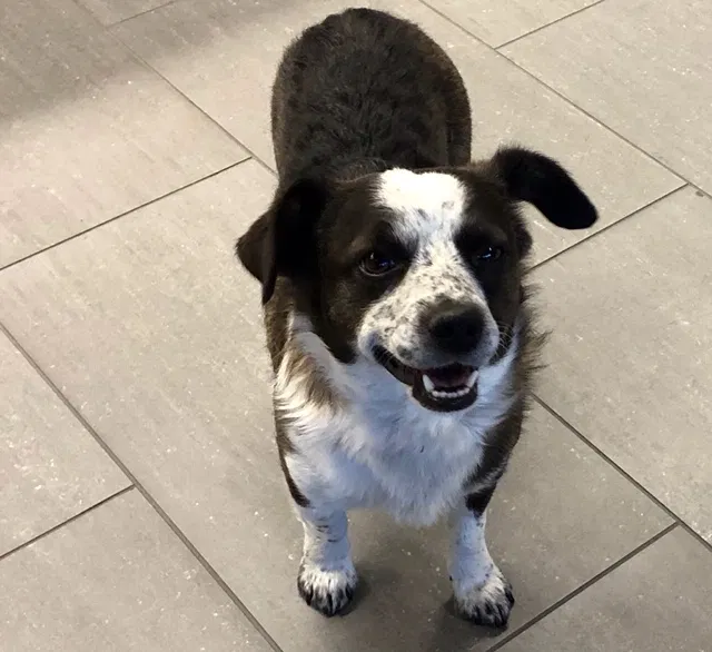Lost dog in Tucson, AZ, 85719