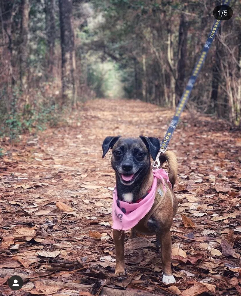 Lost dog in New Orleans, LA, 70118