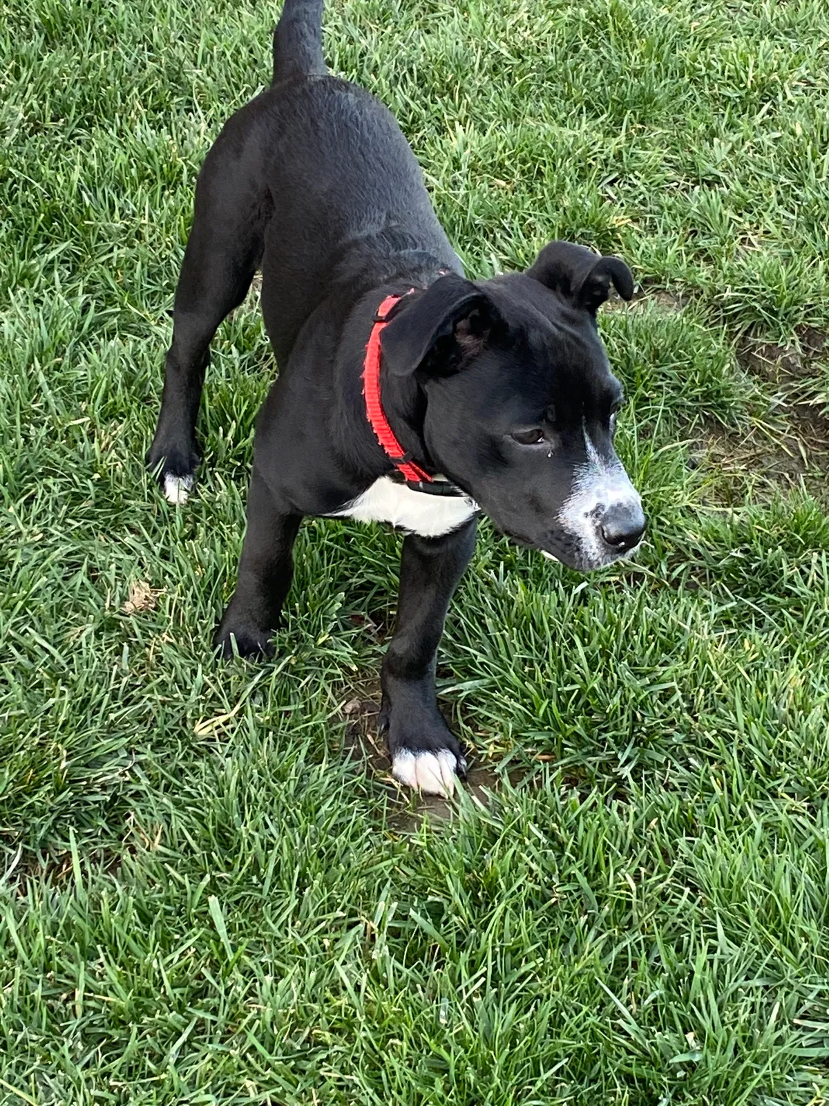 Lost dog in Chino, CA, 91708