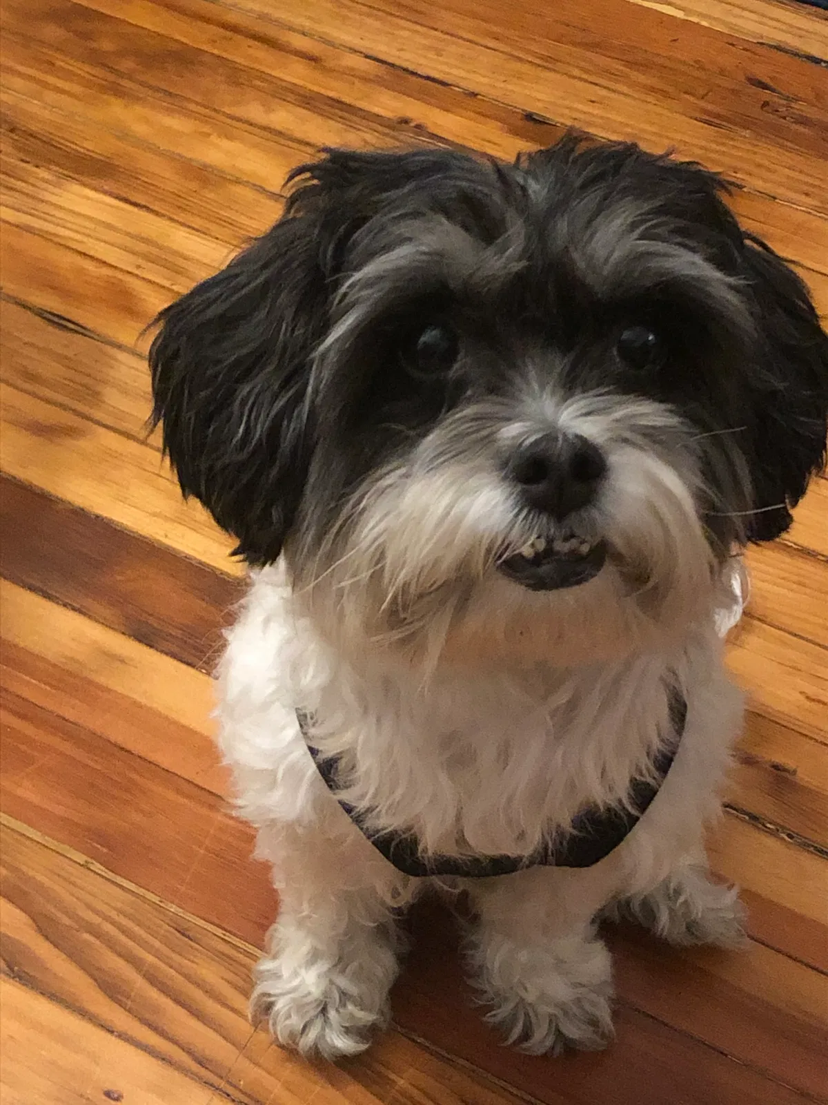 Lost dog in Los Angeles, CA, 90028