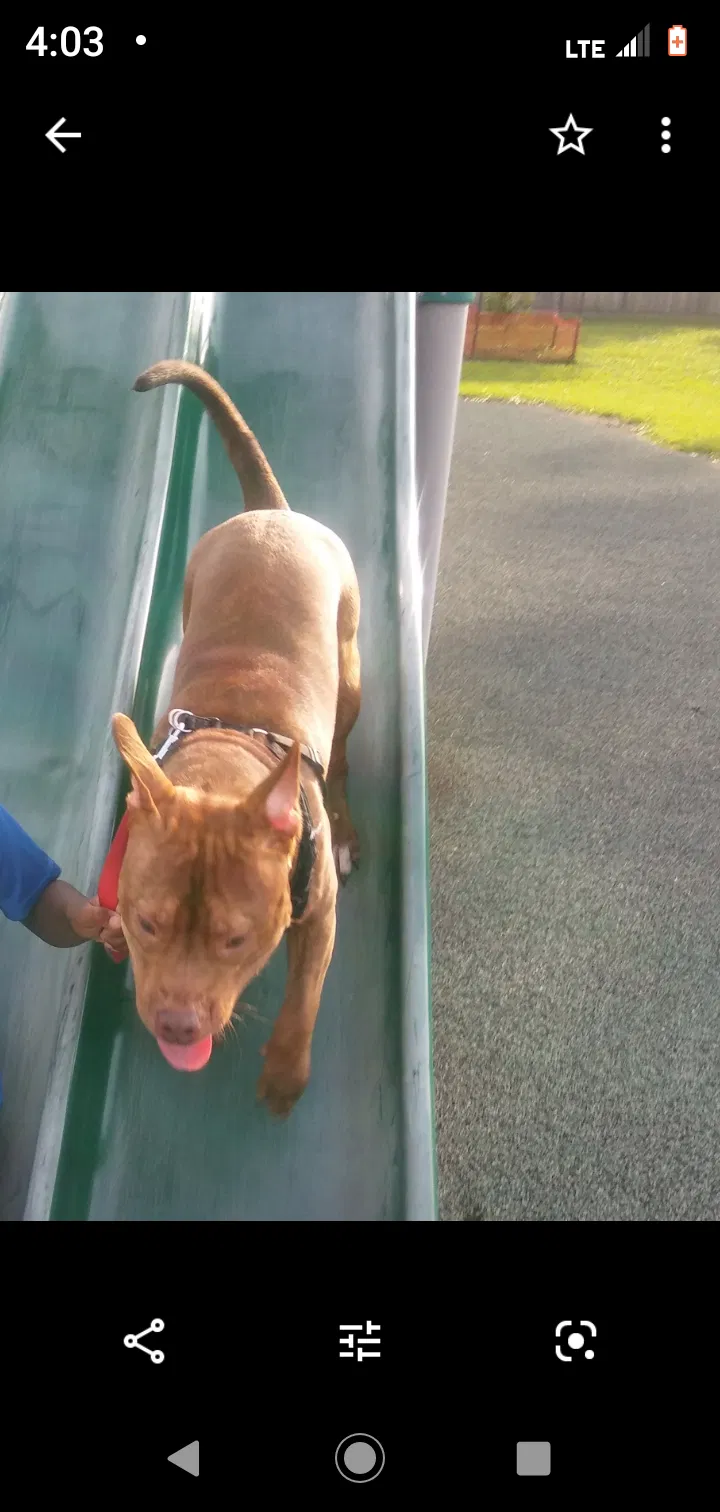 Lost dog in New Orleans, LA, 70121