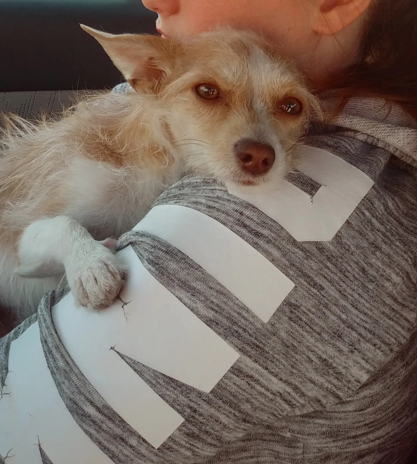 Lost dog in Arvada, CO, 80007