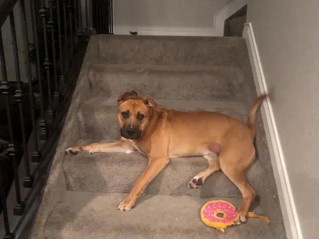 Lost dog in Peyton, CO, 80831