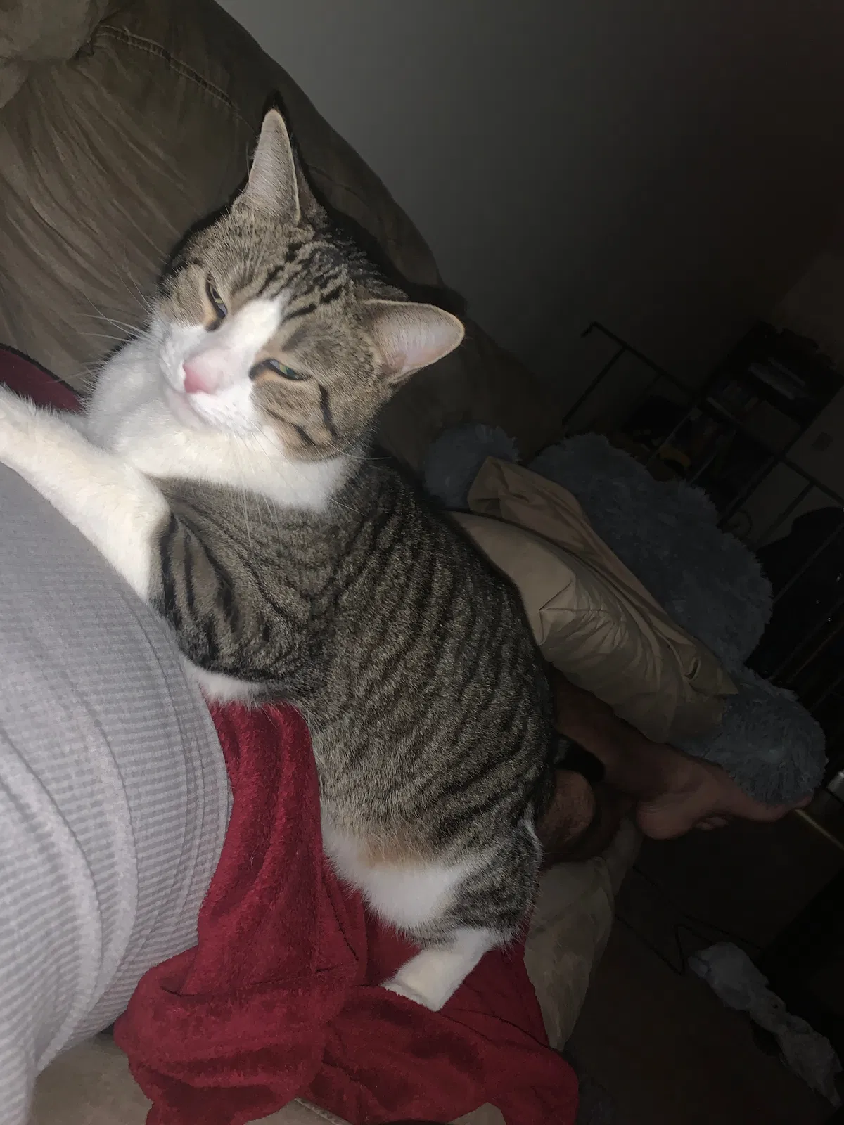 Lost cat in Manchester, NH, 3103