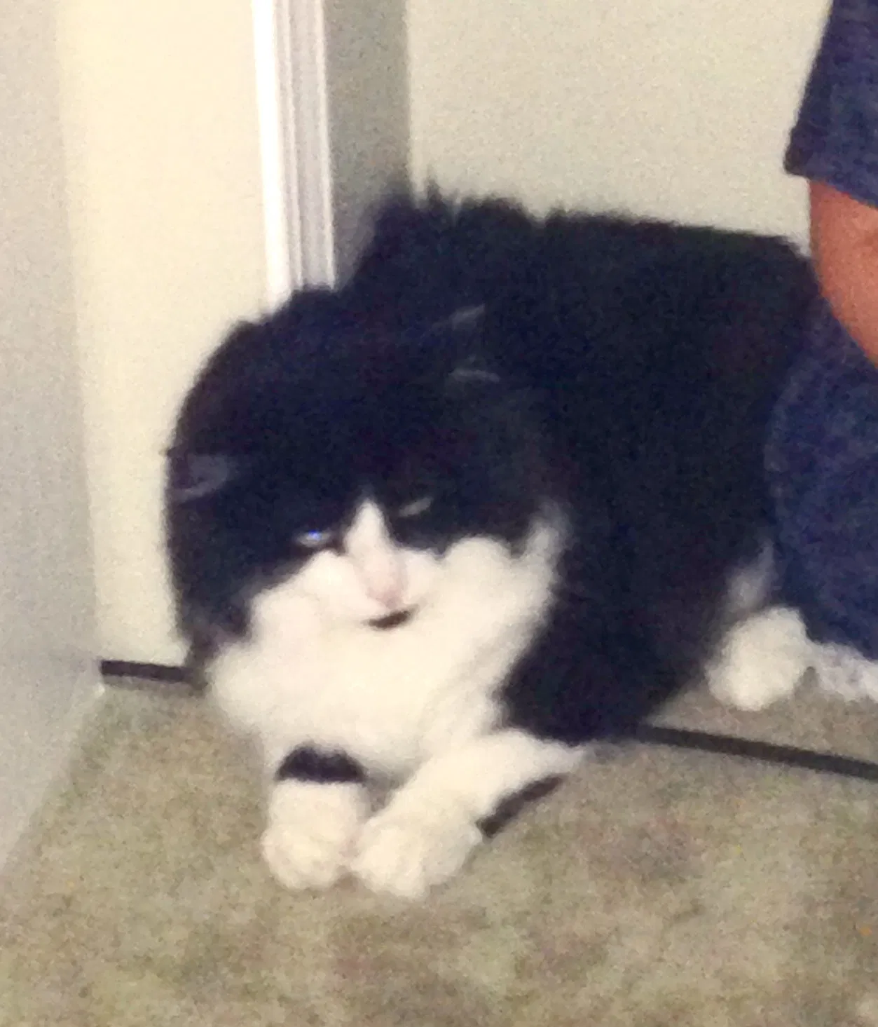 Lost cat in West Henrietta, NY, 14586