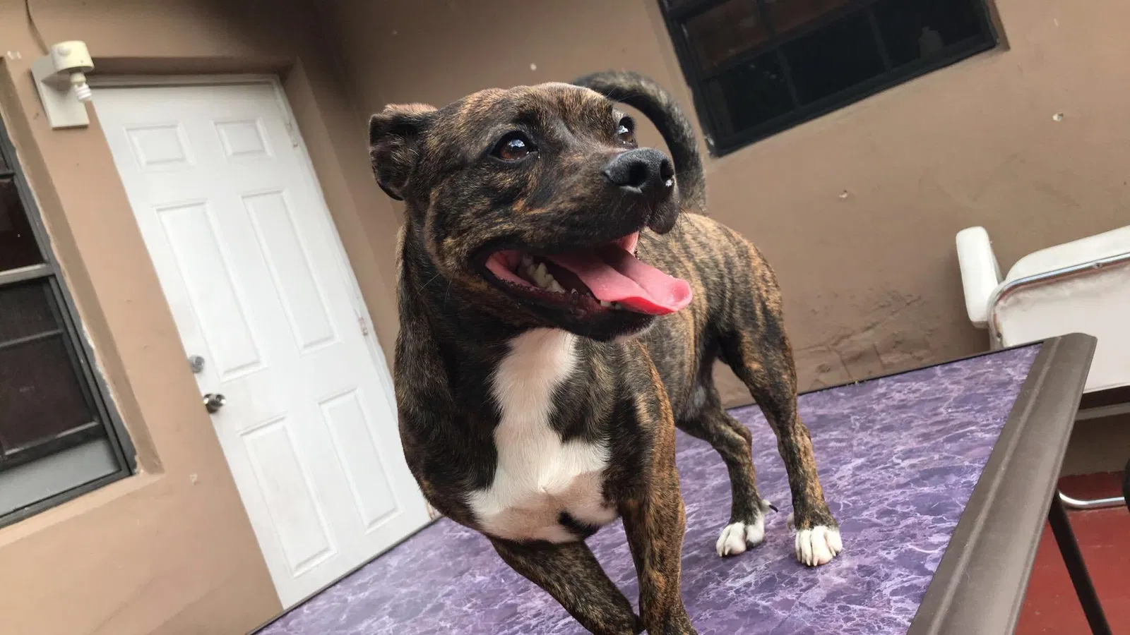 Lost dog in Fort Lauderdale, FL, 33317