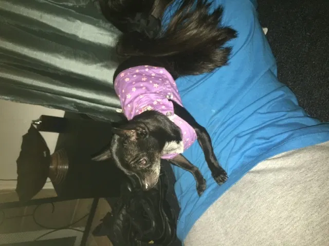 Lost dog in Fort Worth, TX, 76134
