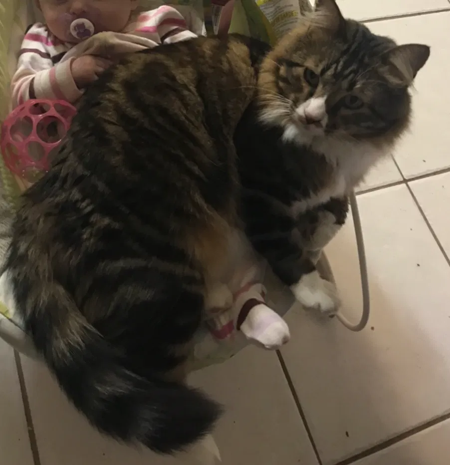 Lost cat in Harker Heights, TX, 76548