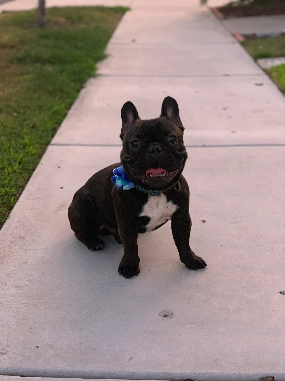 Lost dog in Chula Vista, CA, 91913