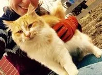 Lost cat in Glen Arm, MD, 21057