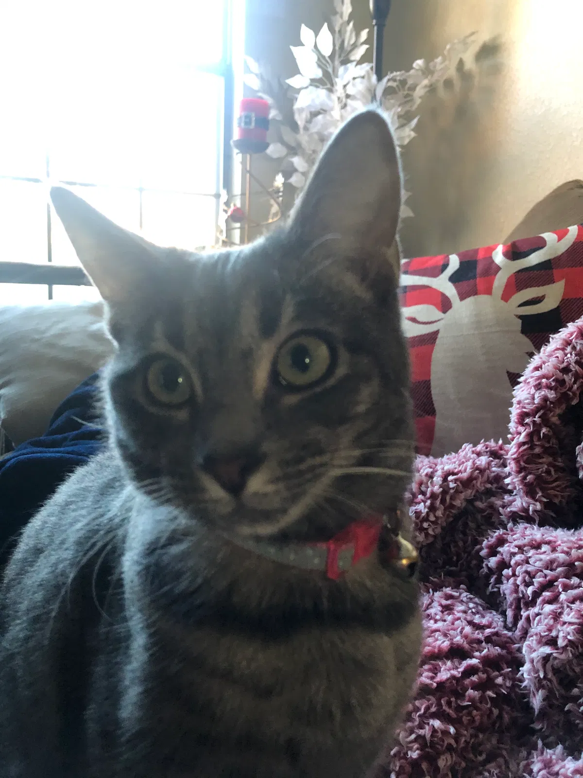 Lost cat in Angel Fire, NM, 87710