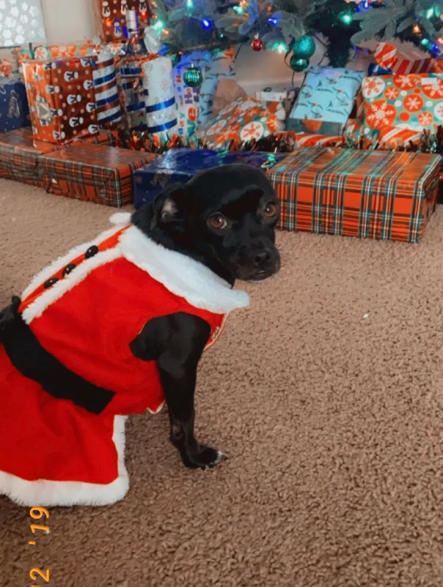 Lost dog in Patterson, CA, 95363
