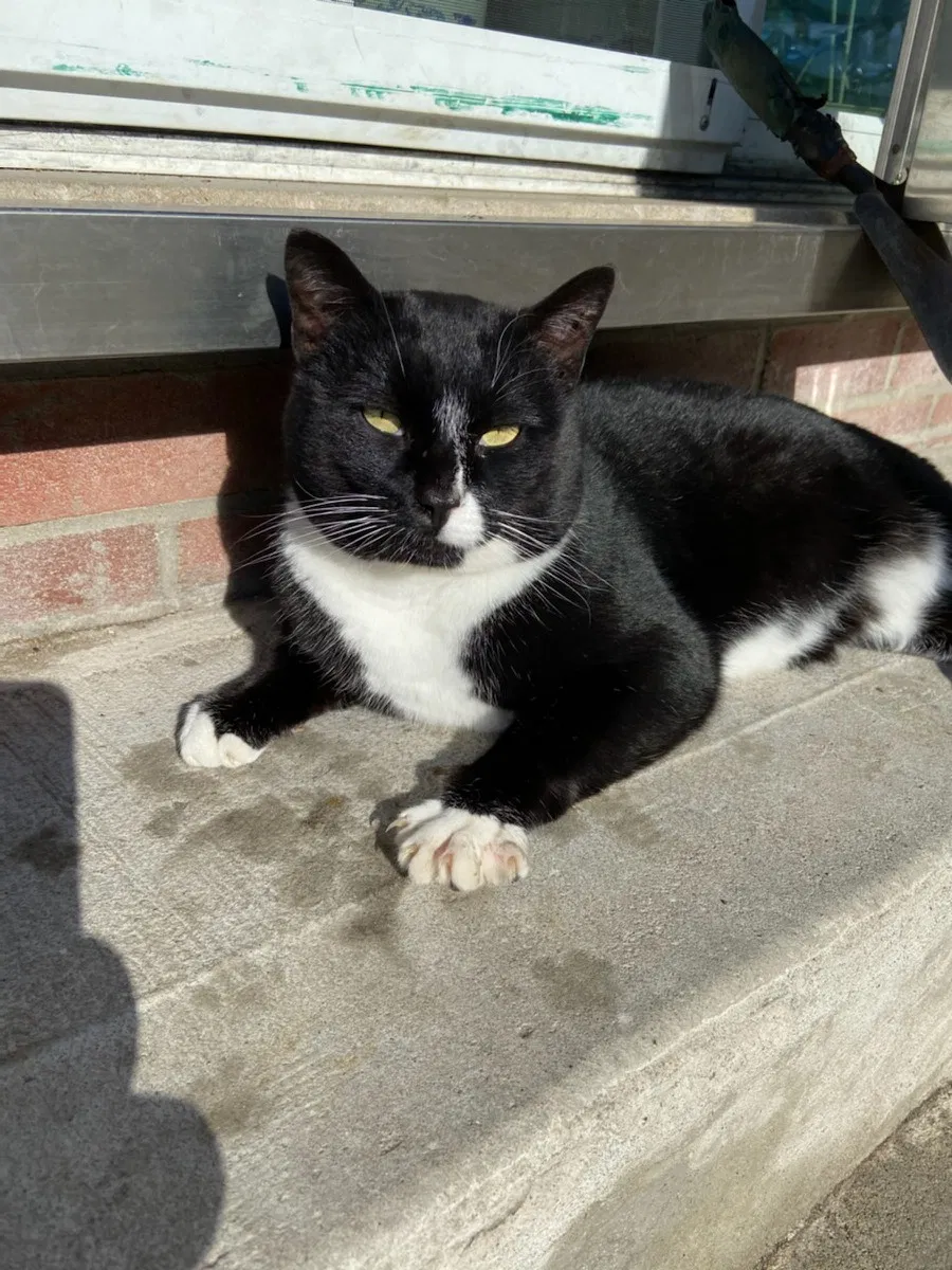 Found cat in Maspeth, NY, 11378