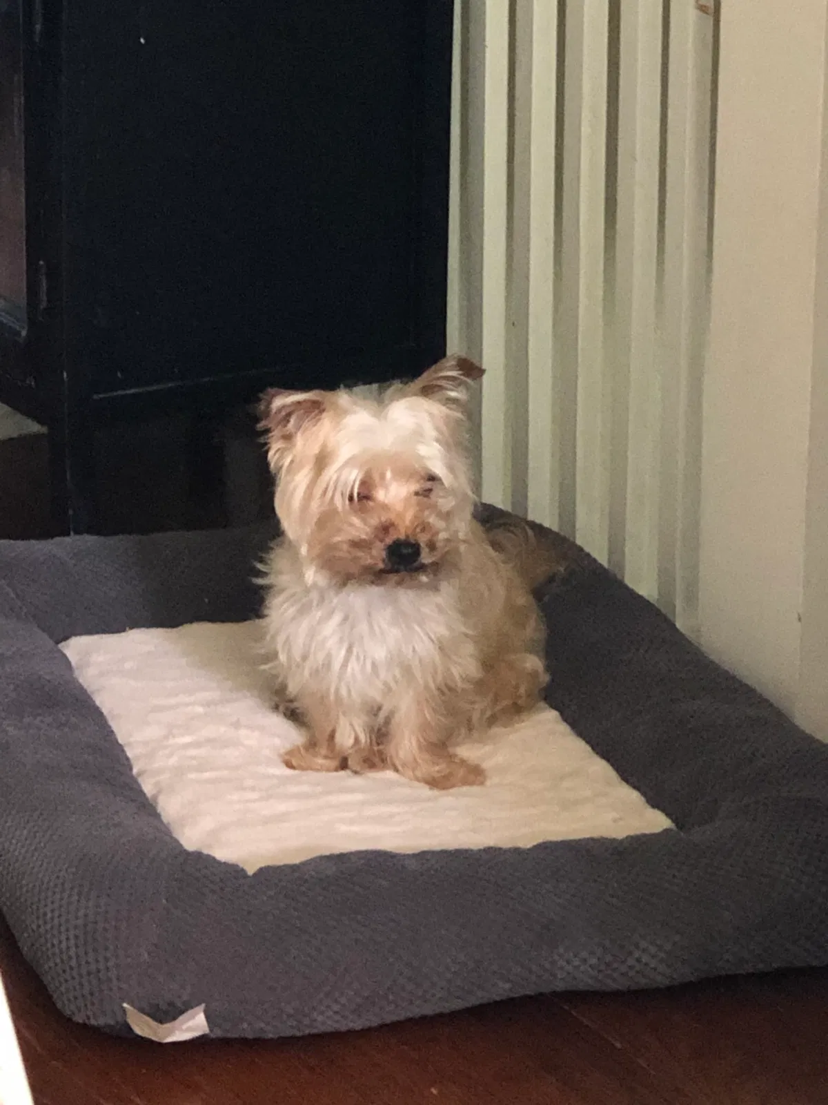 Lost dog in Chicago, IL, 60620