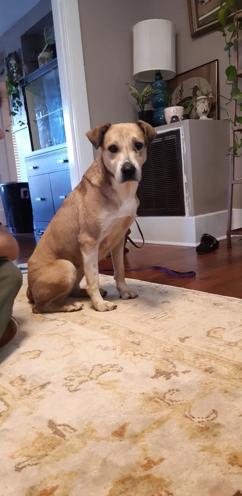 Lost dog in Little Rock, AR, 72205
