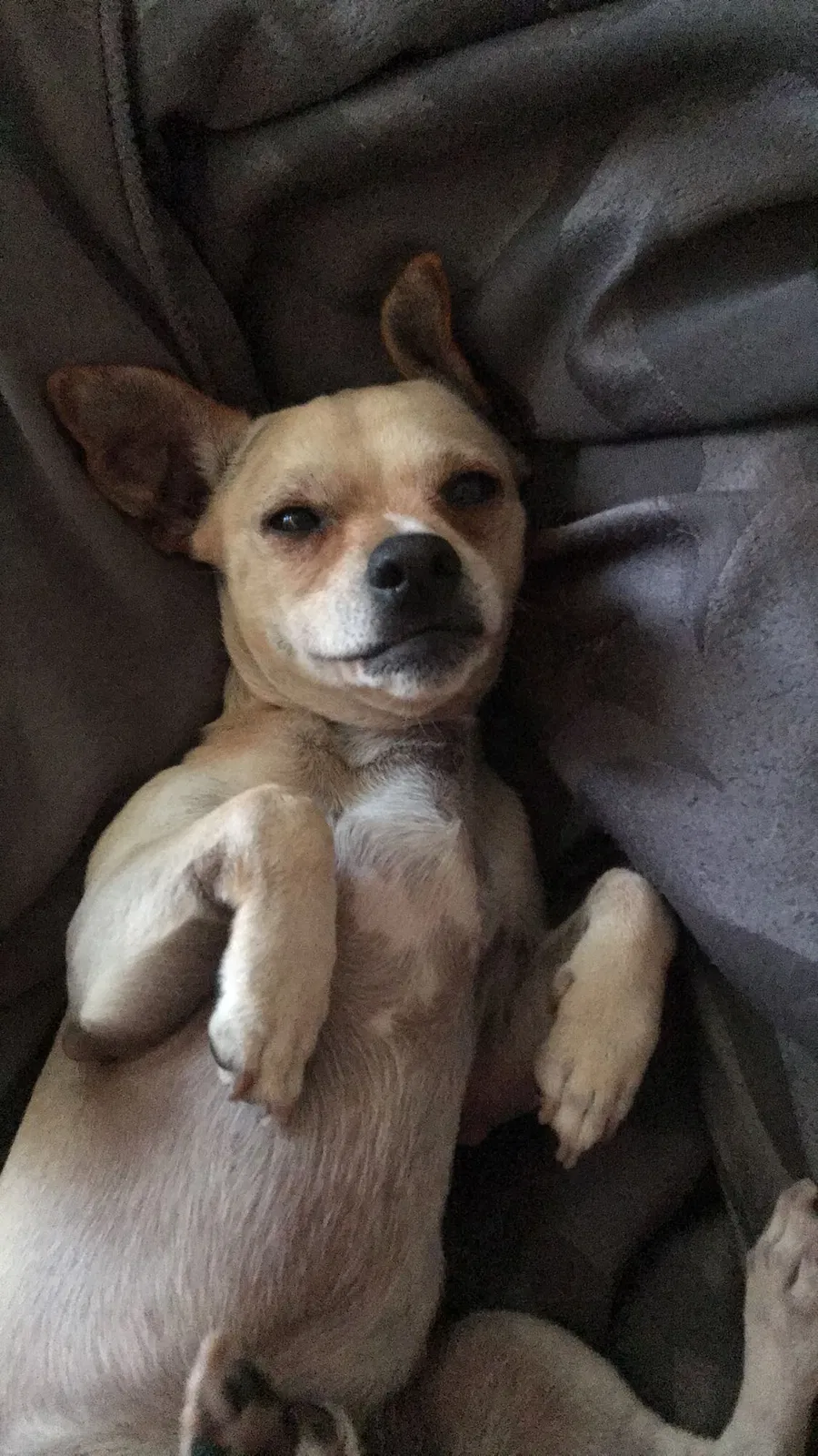Lost dog in Chandler, AZ, 85225
