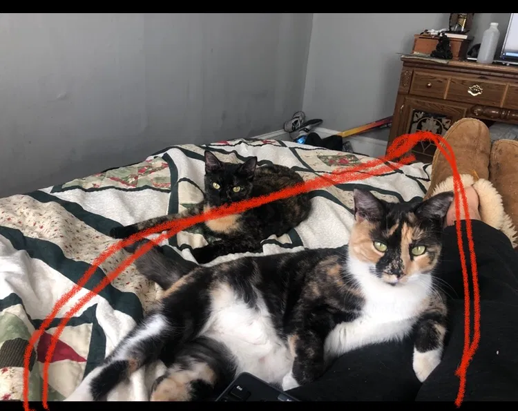 Lost cat in Chattanooga, TN, 37404