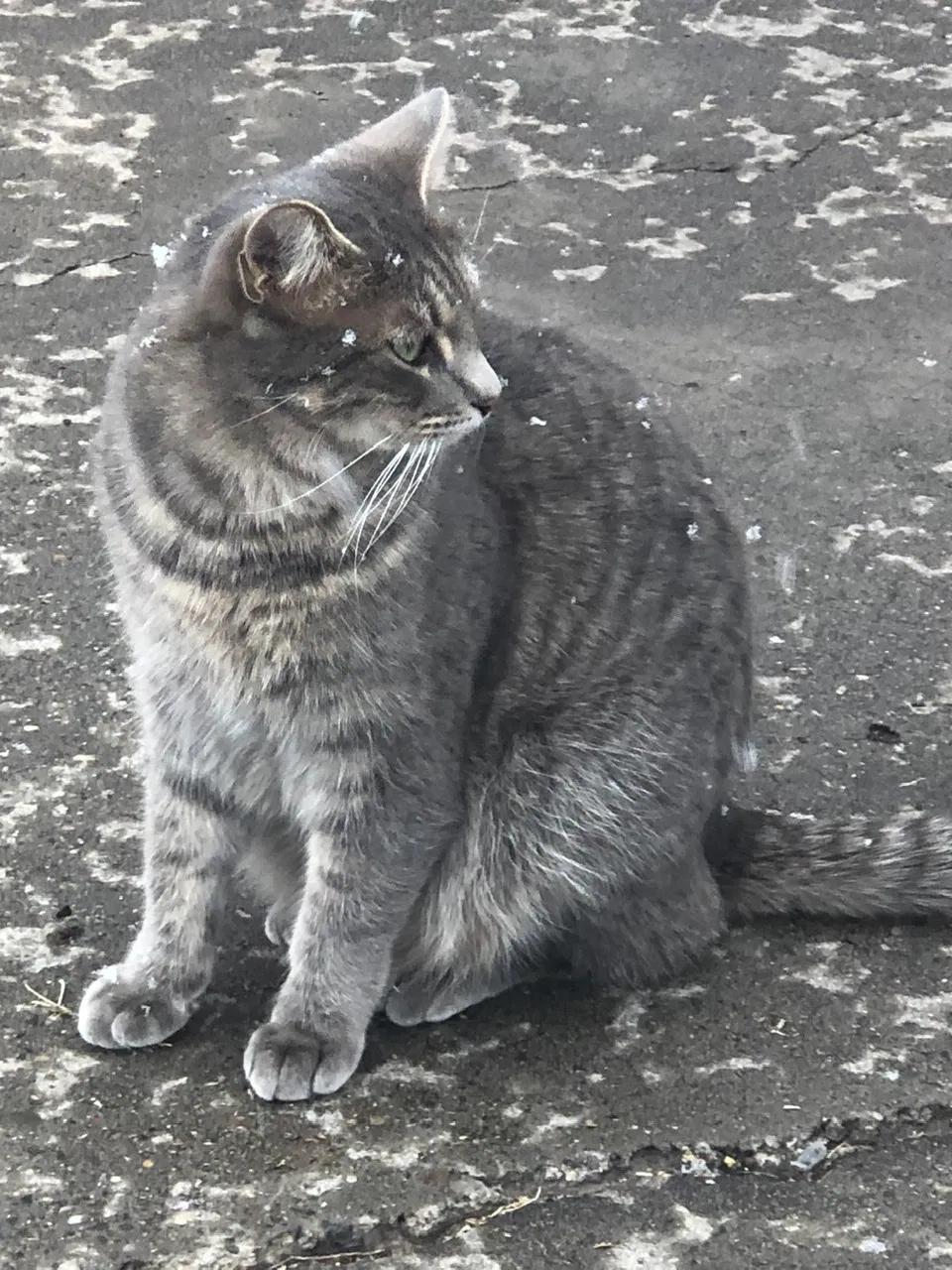 Lost cat in Albuquerque, NM, 87107