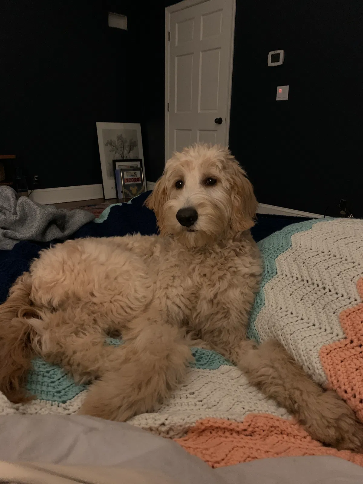 Lost dog in Awendaw, SC, 29429