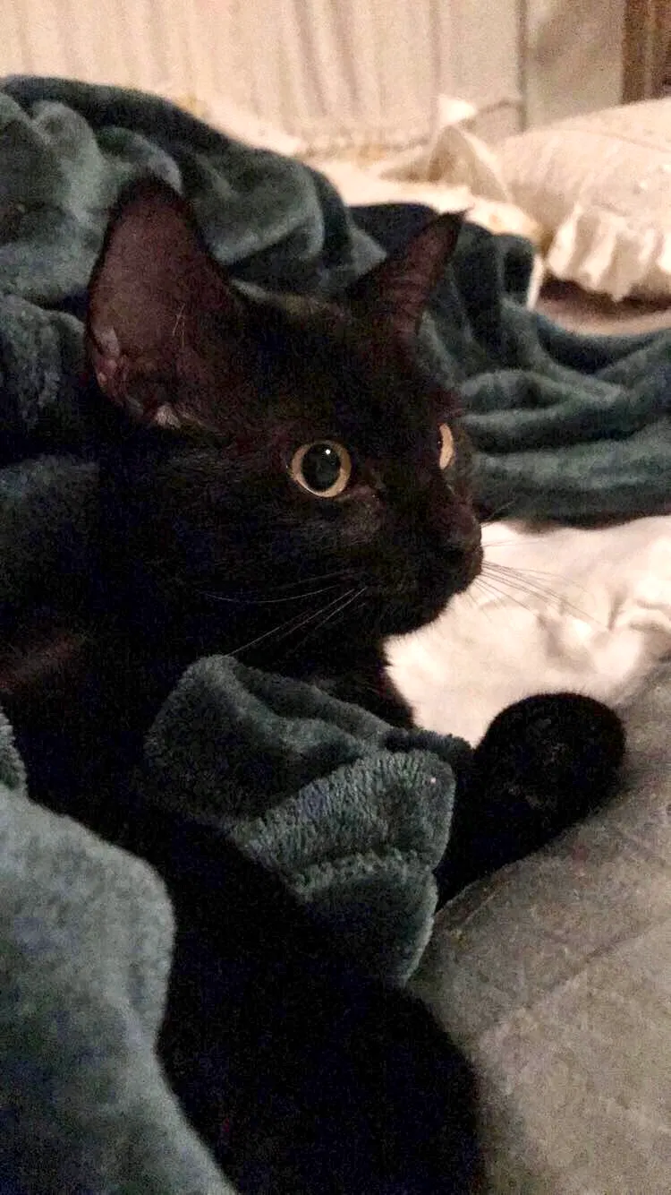 Lost cat in Austin, TX, 78731