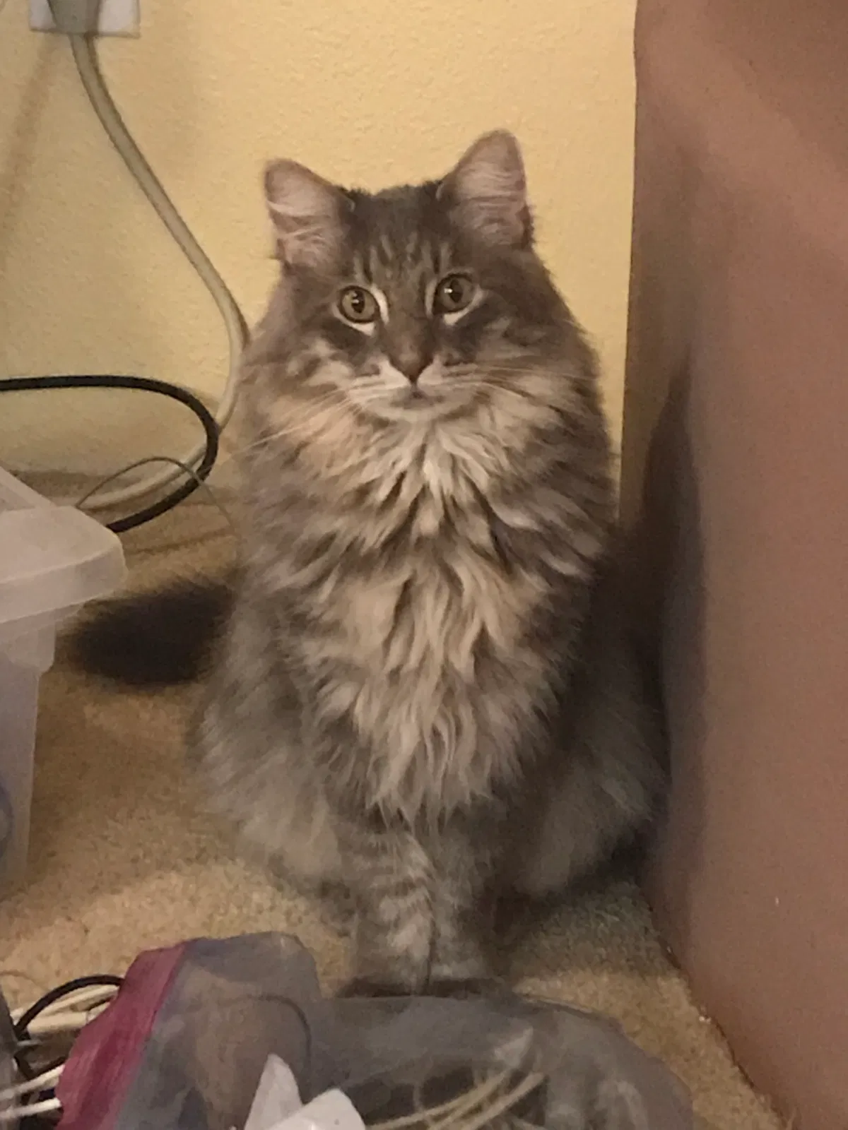 Lost cat in Albuquerque, NM, 87120