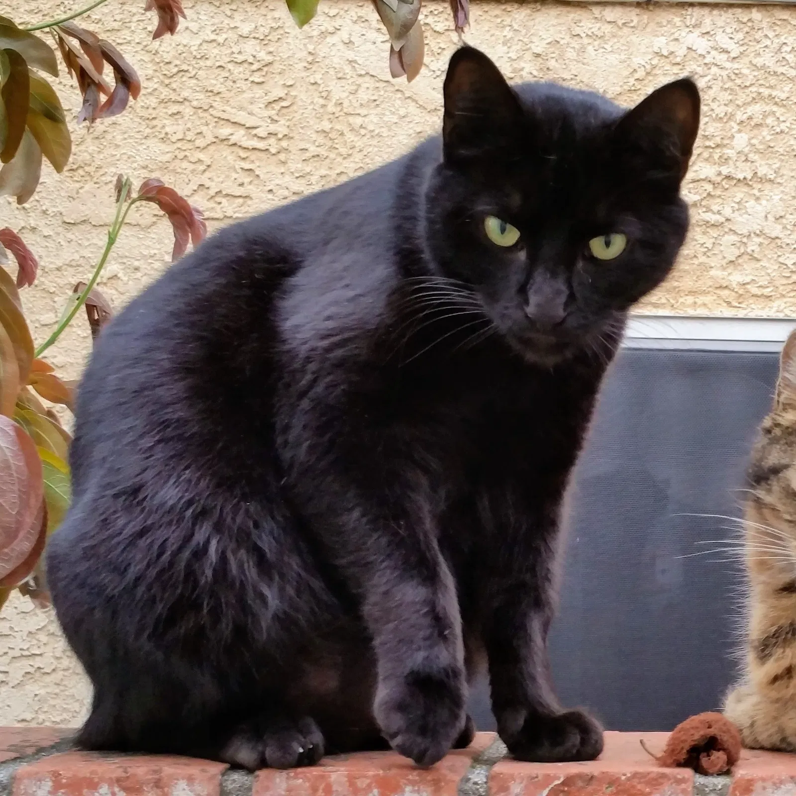 Lost cat in Huntington Beach, CA, 92649