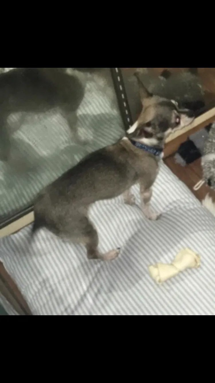 Lost dog in Sugar Land, TX, 77498
