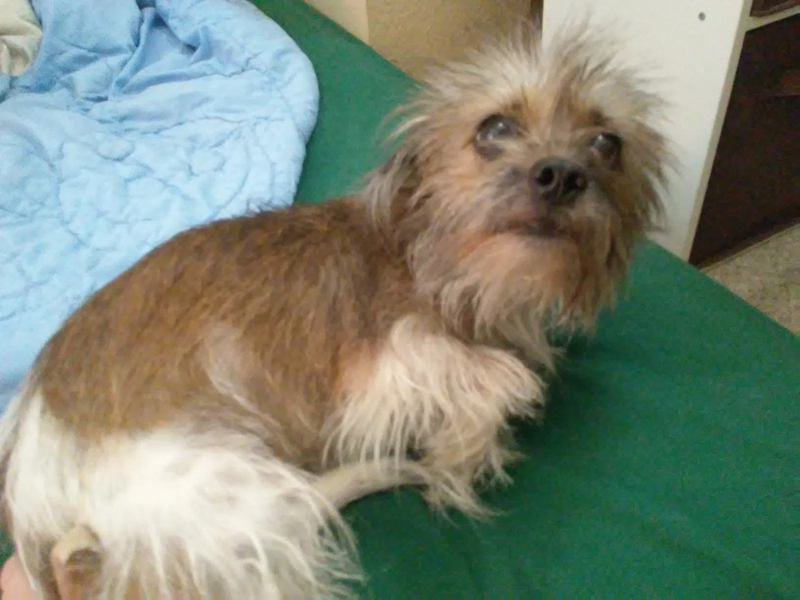 Lost dog in Fort Worth, TX, 76119