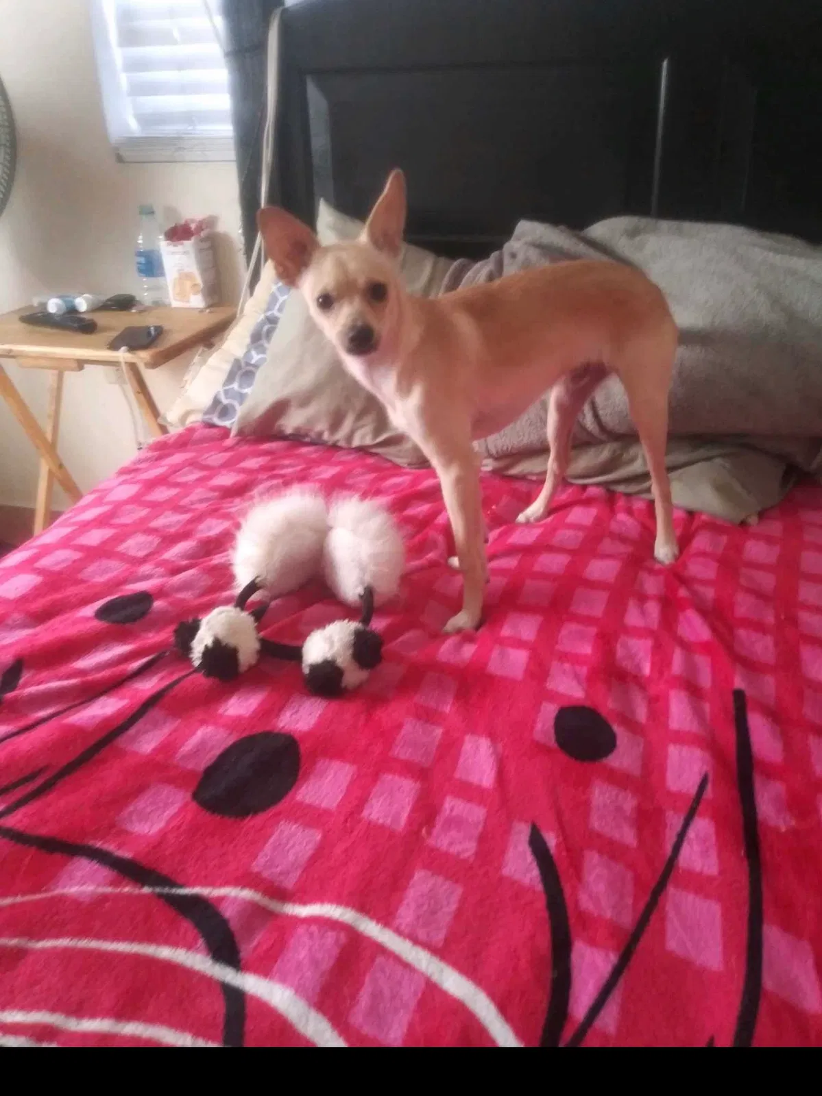 Lost dog in Compton, CA, 90222