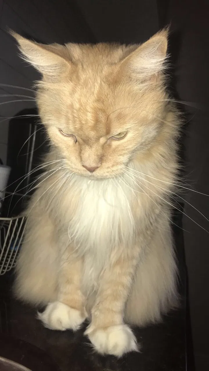 Lost cat in Finksburg, MD, 21048