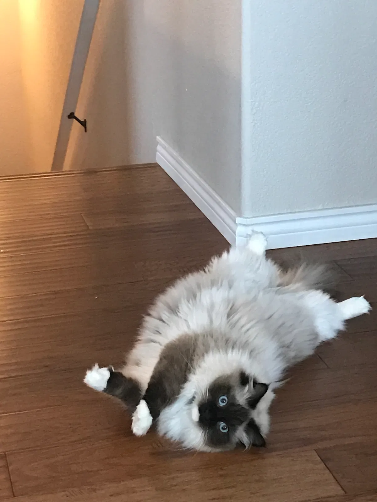 Lost cat in Brighton, CO, 80602