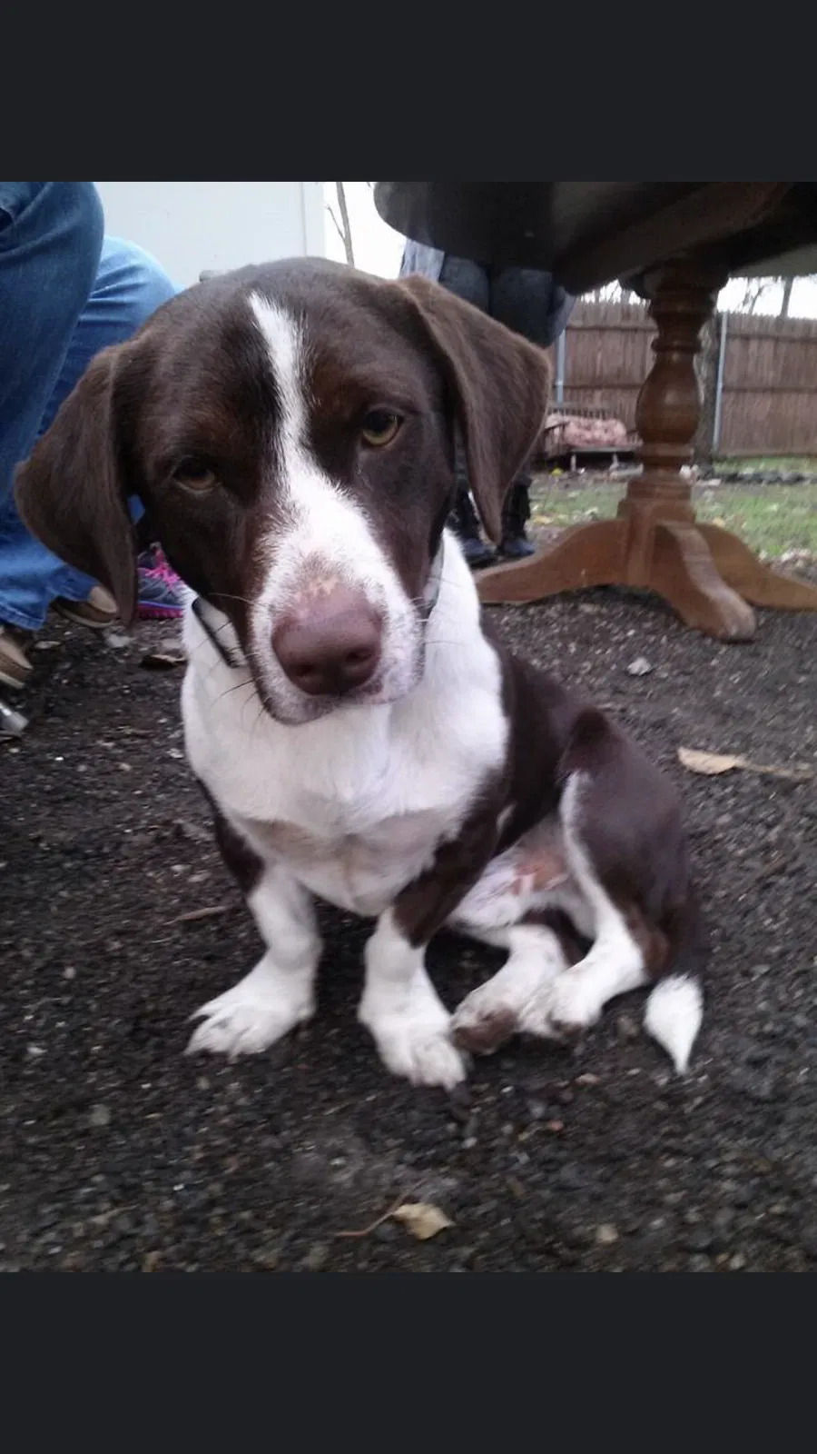 Lost dog in Grand Prairie, TX, 75050