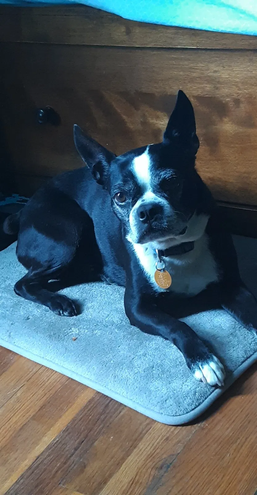 Lost dog in Hopkinsville, KY, 42240