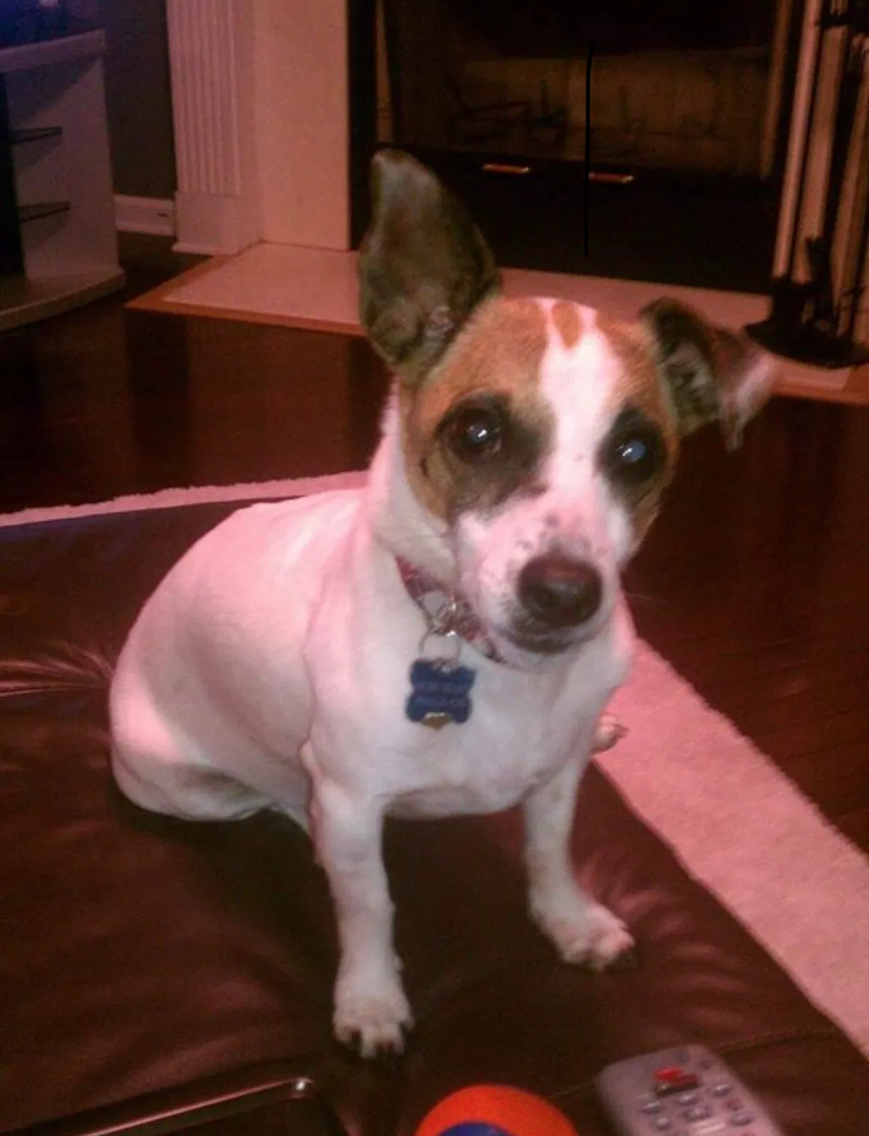 Lost dog in Lee, FL, 32059
