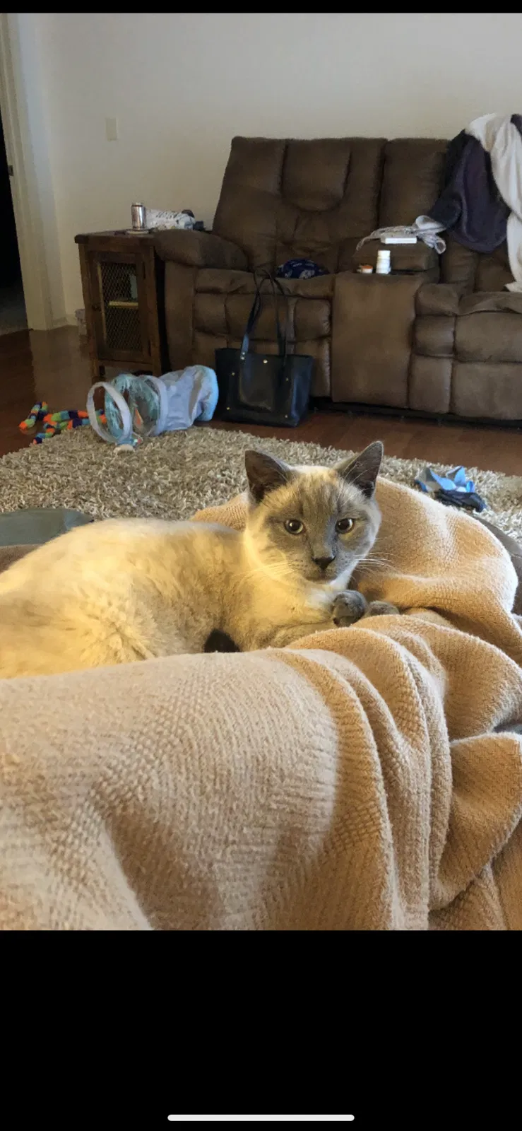 Lost cat in Gallipolis, OH, 45631