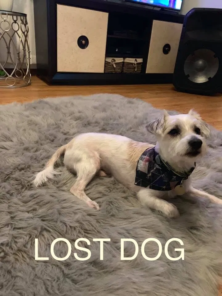 Lost dog in New Orleans, LA, 70117