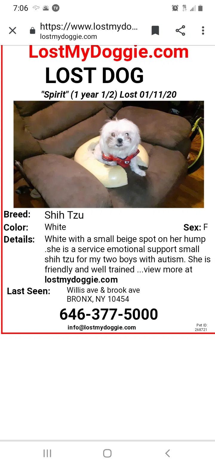 Lost dog in Bronx, NY, 10454