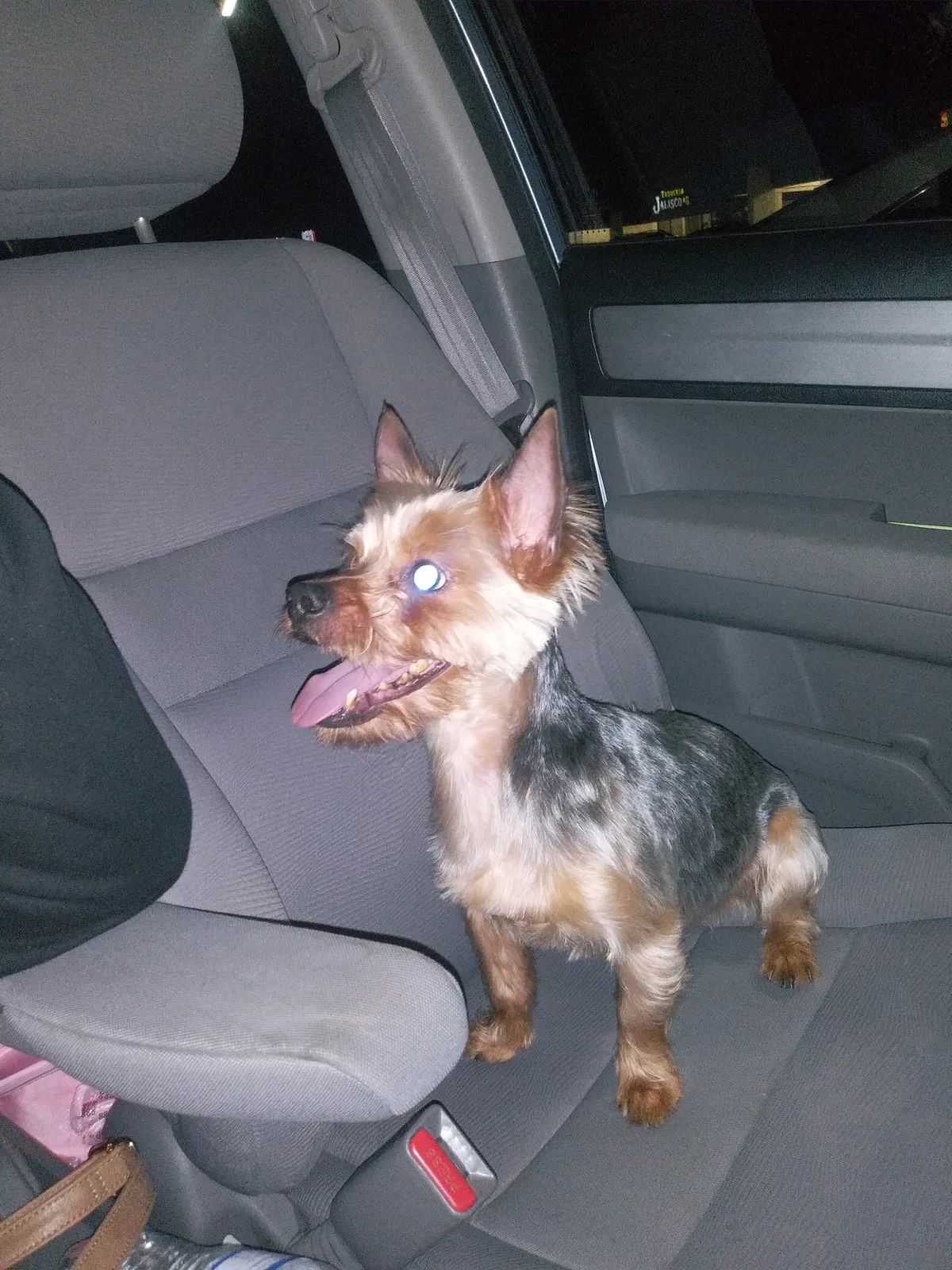 Lost dog in Corpus Christi, TX, 78413