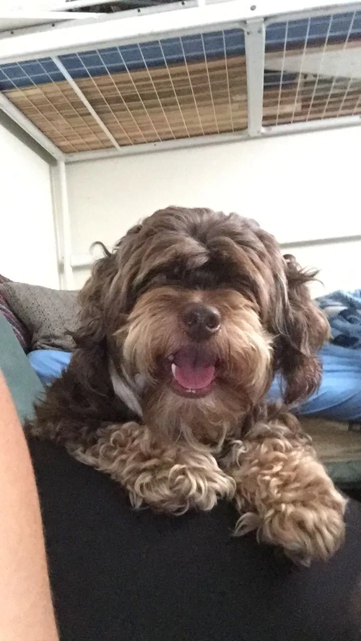 Lost dog in Tacoma, WA, 98404