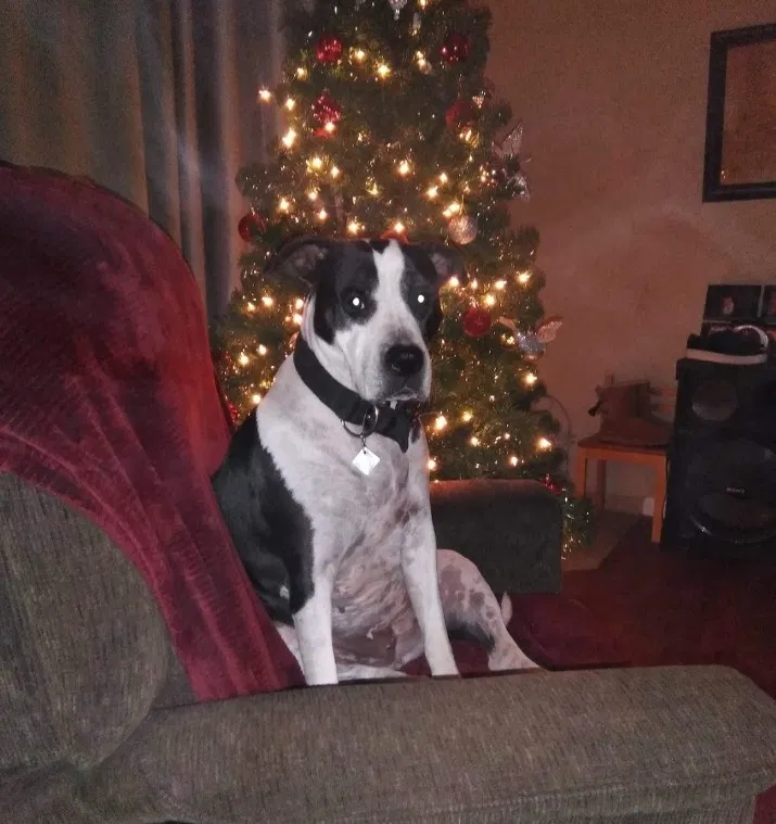 Lost dog in Colorado Springs, CO, 80907